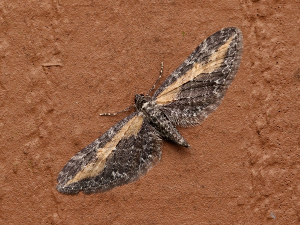 Photo of Eupithecia gilvipennata by Jeremy Gatten